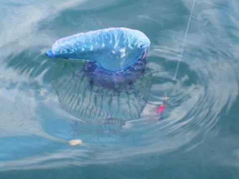 Manawar Jellyfish
