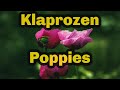 Het jaar van de klaproos | Heiloo | Poppies | Flora | LumixG80 | Lumix 100-300mm