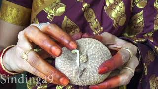 வீட்டில் தீய சக்தியை தெரியபடுத்தும் அதிசய கிழங்கு Wonderful beetle that reveals evil spirits at home வீட்டில் தீய சக்தியை தெரியபடுத்தும் அதிசய கிழங்கு Wonderful beetle that reveals evil spirits at home