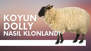 Koyun DOLLY | NASIL KLONLANDI?