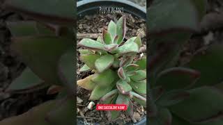 Echeveria Harmsii Plush Plant, Red Echeveria Ep 301000