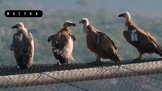Kafshet E Egra - Krijesat E Plane Dhe Te Natyres Tropikale