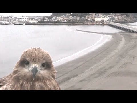トビ？カメラの目の前に鳥が…鳴き声も…　江ノ島を一望する場所に陣取り獲物を探す　Black Kite/Bird/Japan/Enoshima (03月06日 23:45 / 38 users)