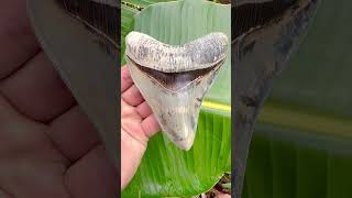 How Much Is A Fossil Shark Tooth Worth?
