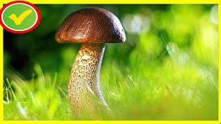 Кому нельзя есть грибы?! Кому нельзя есть грибы?!