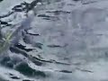 Cara Panen Ikan Gurame Budidaya Ikan Gurame images Cara Panen Ikan Gurame Budidaya Ikan Gurame