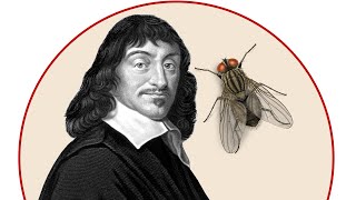 Descartes & The Fly