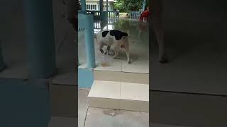 Thailand Temple Dog - A Staffordshire Bull Terrier? - Post Breed In Comments