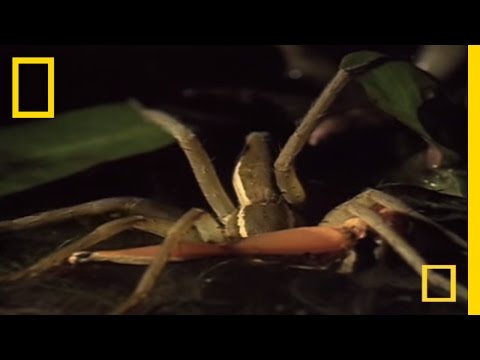 Fishing Spider vs. Frog