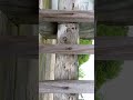 Simkins - deck repair