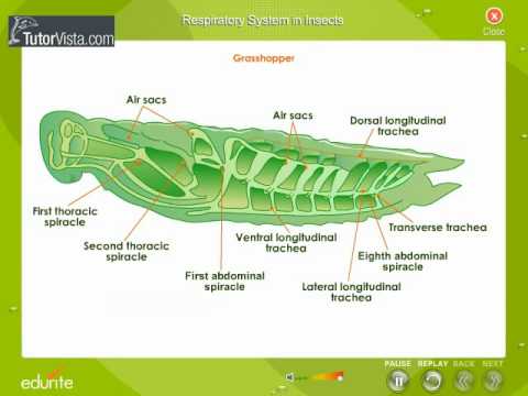 Respiratory System In Insects - YouTube