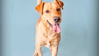 Taking him back to the dog shelter