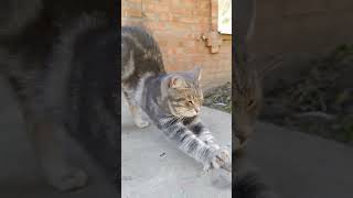 😻😻😻 #Shortscats #Cat #Ржачныевидео #Приколы #Юмор #Смех #Смех_До_Слез #Tiktok #Cat