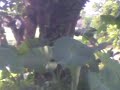 Pacaran Di Bawah Pohon Mangga Asik Untuk Ditonton images Pacaran Di Bawah Pohon Mangga Asik Untuk Ditonton