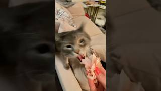 When Cats Are Hungry