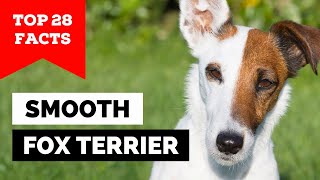 99% Of Smooth Fox Terrier Dog Owners Dont Know This