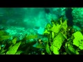 2012 Dec 30 Forster Dive Highlights