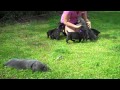 Serafina Cane Corso Puppies 6 weeks old playing