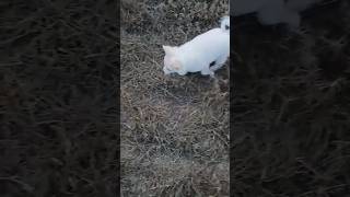 Adorable Puppy