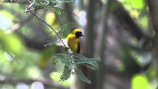 Watch Banzai Republic Breathe video