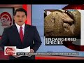24 Oras: Pangolin, napadpad sa bubong ng isang bahay