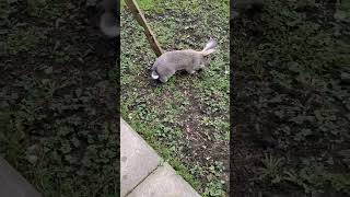 Binkys Zoomies Flemish Giant Rabbit Peter