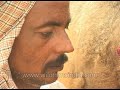 Manually extracting milk from camel's udder in Rajasthan, INDIA