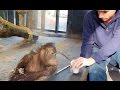 Monkey Reacts to a Magic Trick
