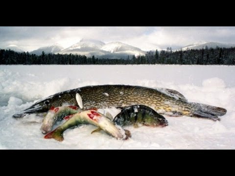 на что ловить щуку на суре на что ловить щуку на суре