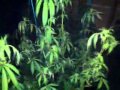 Week four of flower