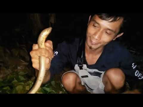 mancing belut malam hari,inilah pertama kali mancing belut malam tanpa senter#fishingeel