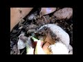How to grow black soldier fly larvae (BSFL) bin prototype #2