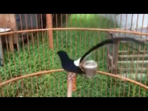 VIDEO : kicau burung murai batu thailand - kicau burung muraibatukicau burung muraibatuthailand. ...