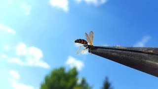Stung By A Yellow Jacket Wasp!!!