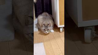 【おもちゃ選手権】皮じゃらしＶｓトンボじゃらし #ねこチャック #猫 #Cat