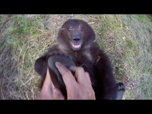 Guy Plays With Grizzly Bear Cub - Video