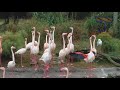 SO FUNNY that you will CRY FROM LAUGHING - Best FUNNY ANIMAL compilation