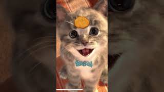 Animated Little Kitten Learning Cartoon For Toddlers!