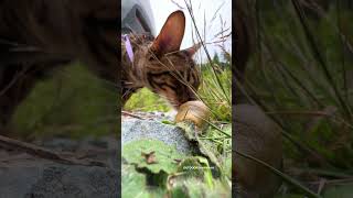 Cat Vs Slug 🐌 #Outdoorsavannah