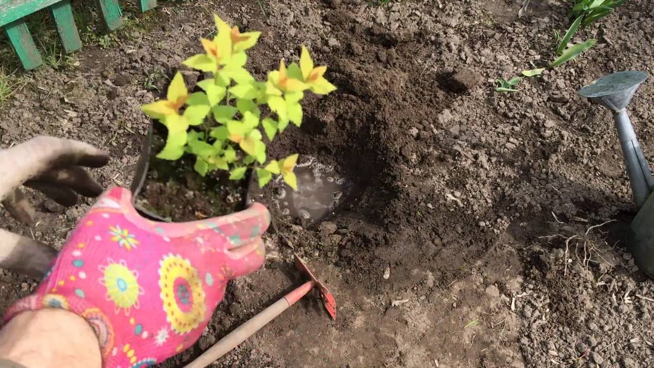 Как сажать спирею грунт Как сажать спирею грунт