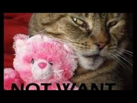 funny videos of cats. vERY fUNNY cATS 6