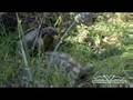 Tortoise Sex in Turkey