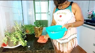 Replantando As Mudas.