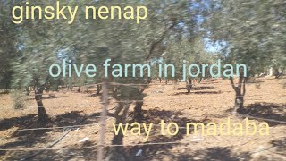 Olive Farm On Madaba Jordan Nenap