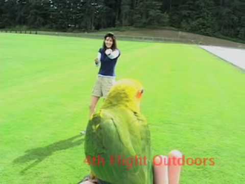 Sun Conure First Flights Outdoors