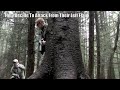 scoutthedoggie