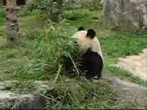 食欲旺盛なパンダ　王子動物園