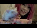 pets