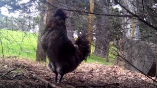 Rooster Crowing Loud In The Early Morning