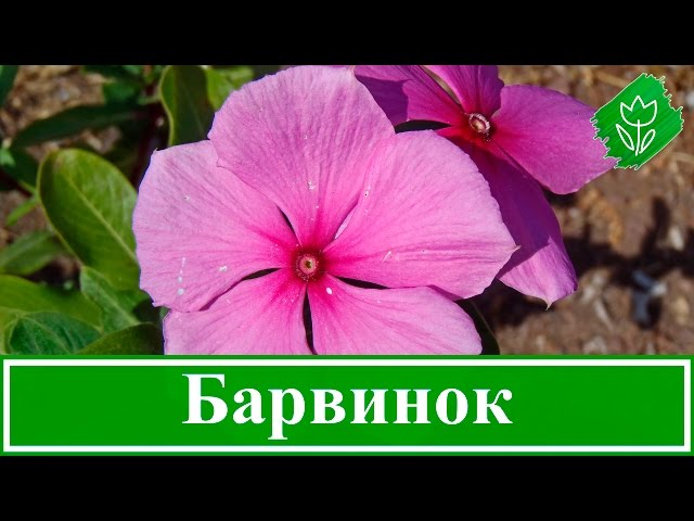 Барвинок выращивание из семян 11